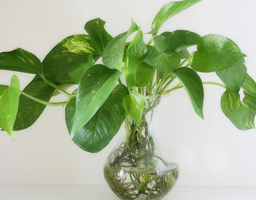 家居生活中水养植物有哪些？
