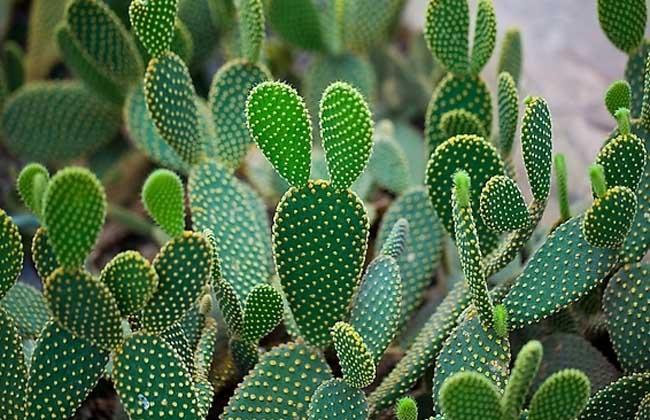 家里空气质量不好，这几种植物赶紧搬回家！