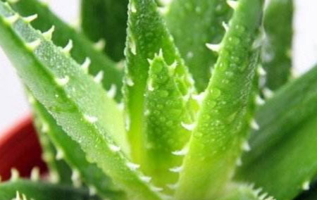芦荟的种植方法及种植时应该注意哪些问题！植物杀手必看！
