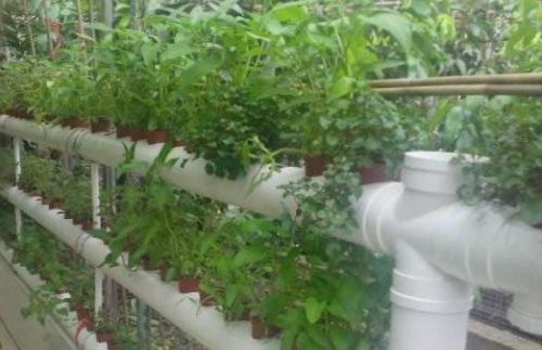 把家里阳台装修成小菜园吧，几种常见的阳台种菜方式！