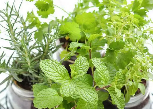 有吸附油烟功能的植物，厨房里摆两盆，油烟再多也不怕！