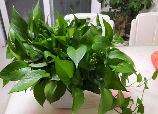 园艺师傅分享：一个月让绿萝爆盆的方法，不做“植物杀手”！