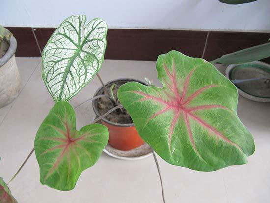绿色植物盆栽