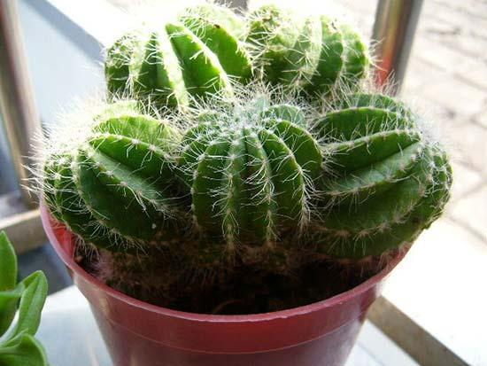绿色植物盆栽
