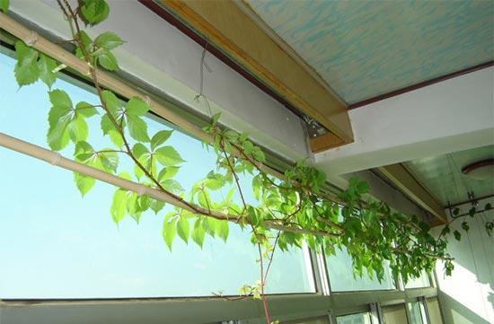 绿色植物盆栽
