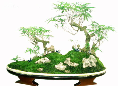 竹子盆栽的种植方法