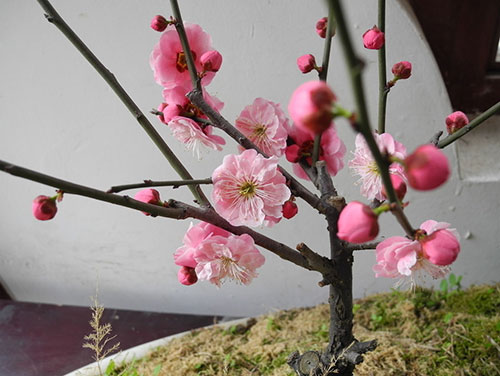 梅花盆景的制作方法