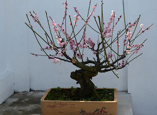 梅花盆景的制作方法