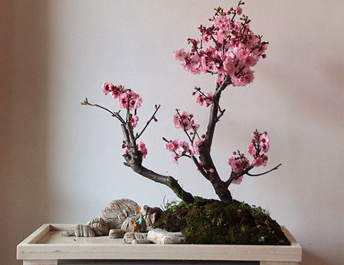 梅花盆景的制作方法