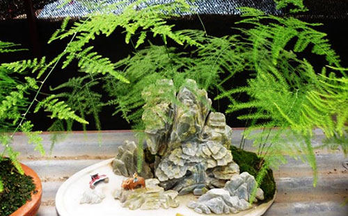 文竹越养越黄