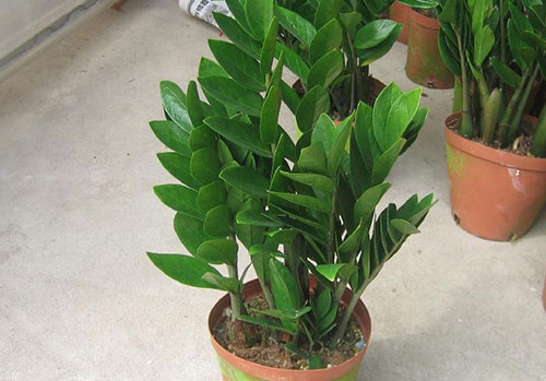阳台种花植物