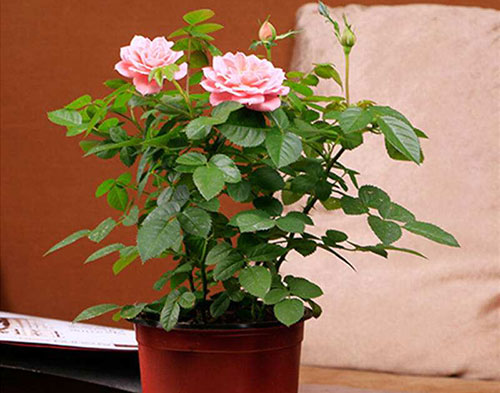 月季花叶子变黄