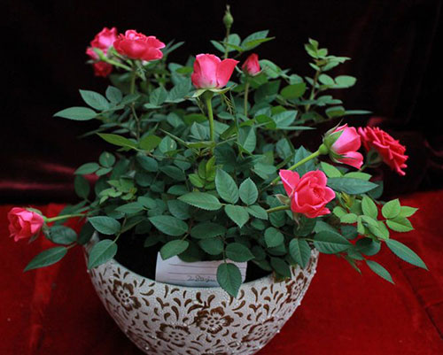 月季花叶子变黄
