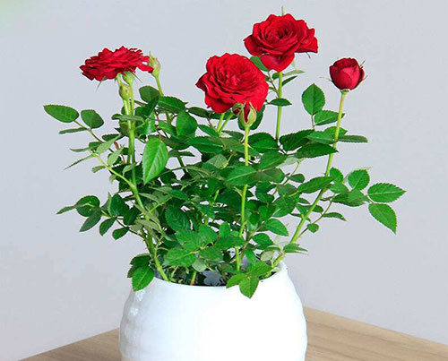月季花叶子变黄