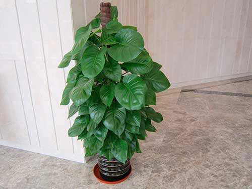 大叶绿萝养植方法