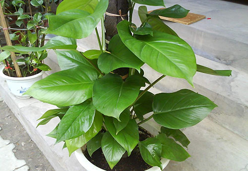 大叶绿萝养植方法