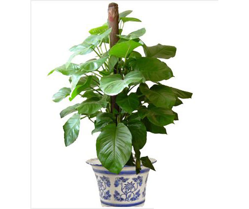 大叶绿萝养植方法