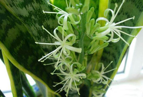 虎皮兰开花