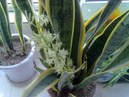 虎皮兰开花