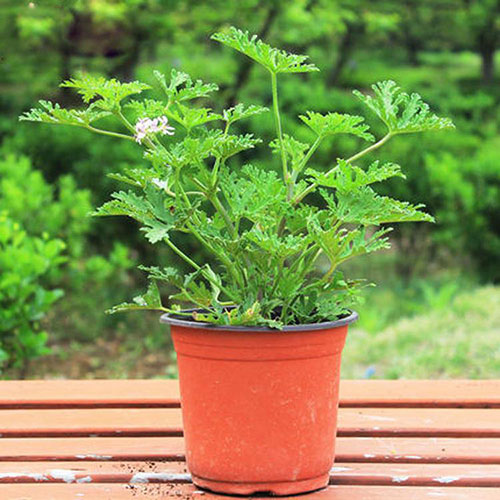 驱蚊绿色植物