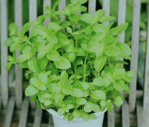 驱蚊绿色植物