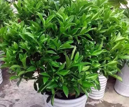 吸毒植物