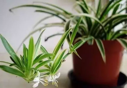 吸毒植物