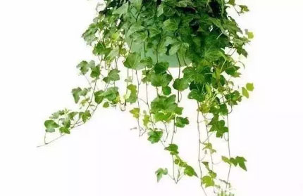 吸毒植物
