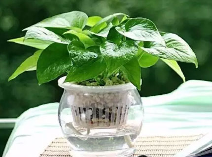 吸毒植物
