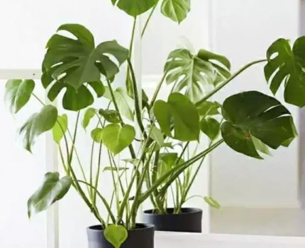 吸毒植物