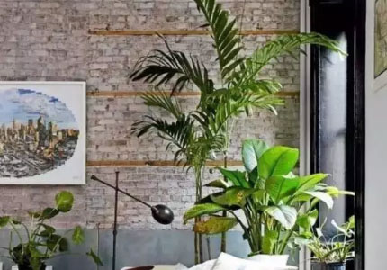 吸毒植物