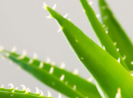 芦荟的种植方法