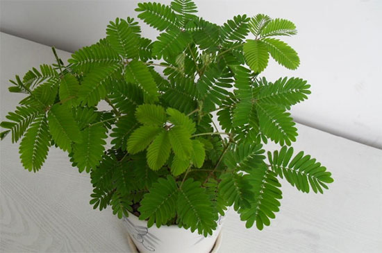 绿植对人体有害