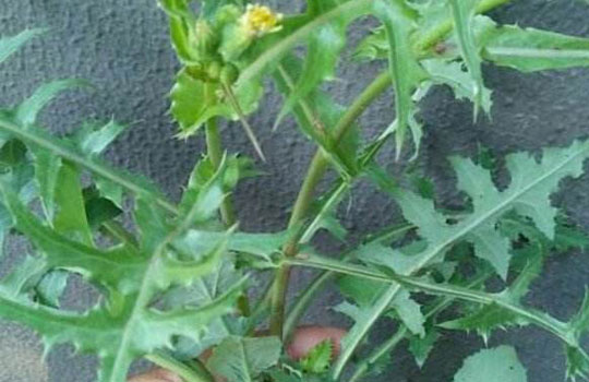蒲公英的种植方法