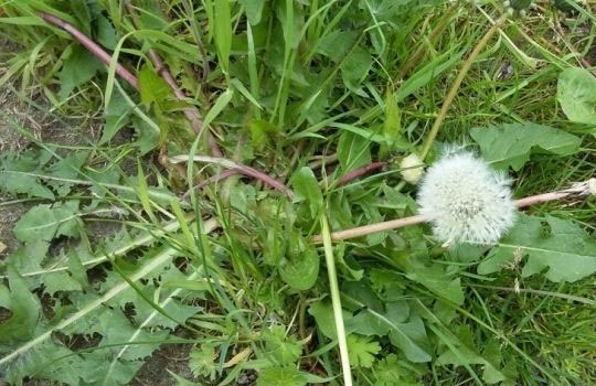 蒲公英的种植方法