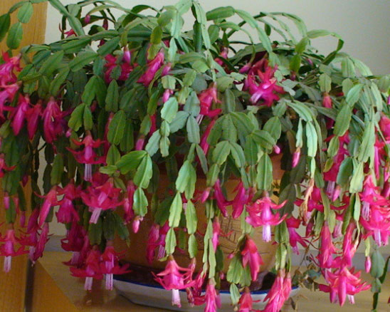 蟹爪兰没花苞