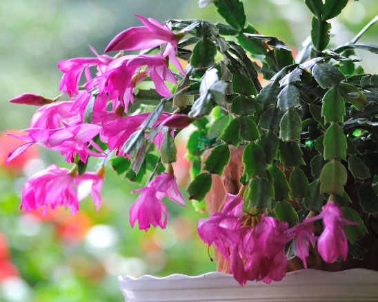 蟹爪兰没花苞