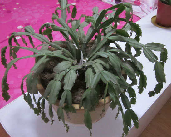 蟹爪兰没花苞