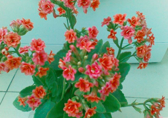 冬季插扦花草的方法