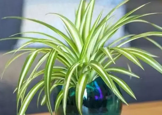 有吸附油烟功能的植物