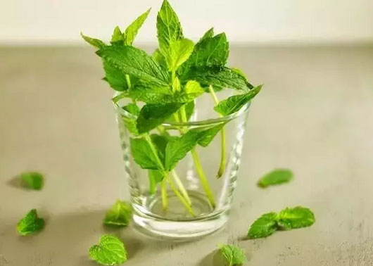 有吸附油烟功能的植物