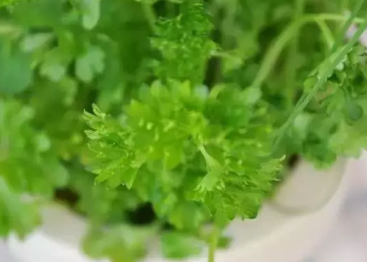 有吸附油烟功能的植物