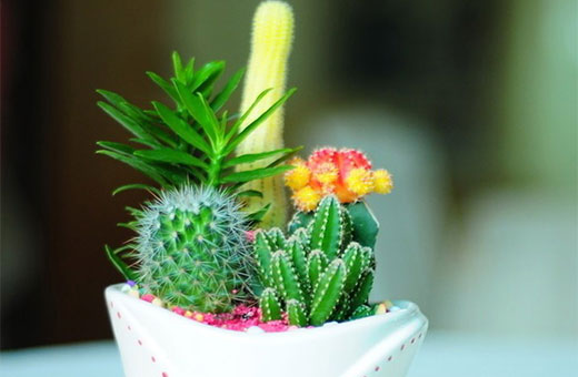花草去甲醛
