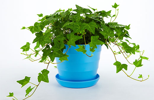 花草去甲醛