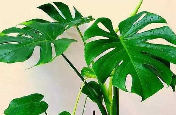 龟背竹养殖方法