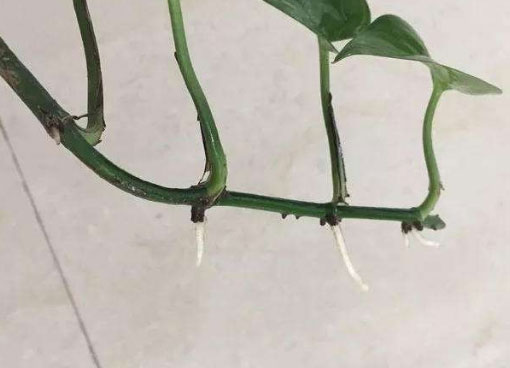 绿萝气生根